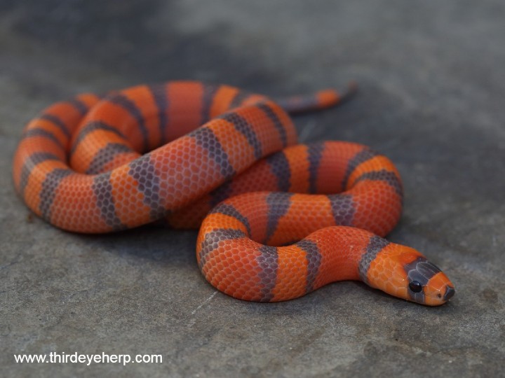 Honduran Milk Snake